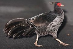 Kalij Pheasant
